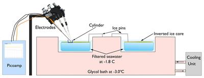 Rapid Manipulation in Irradiance Induces Oxidative Free-Radical Release in a Fast-Ice Algal Community (McMurdo Sound, Antarctica)